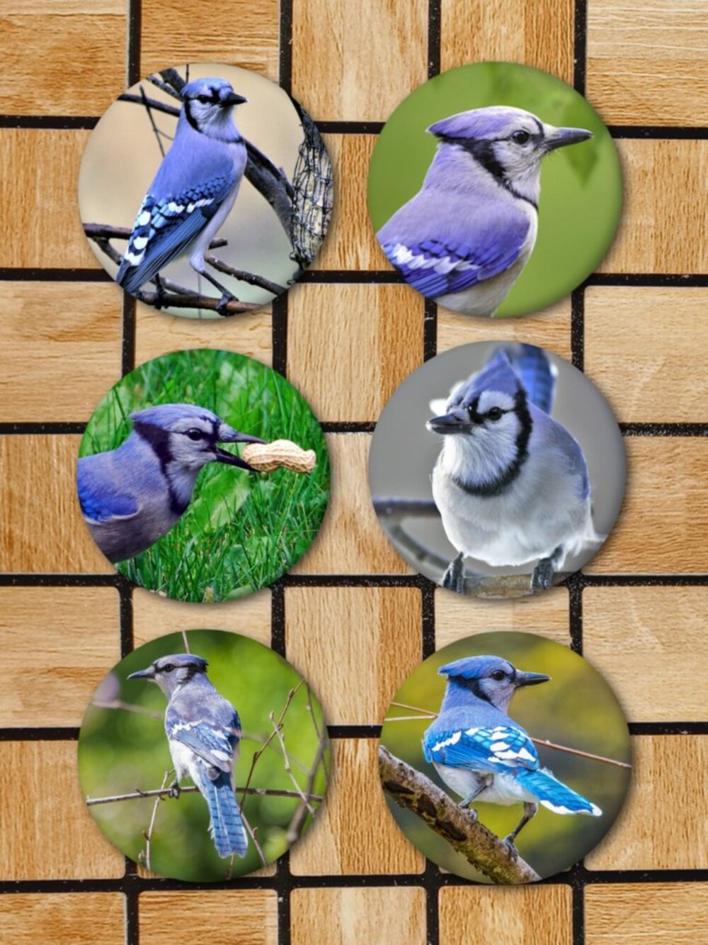 Blue Jay Fridge Magnets Set Of 6 Metal Magnets Home Office Kitchen Birdwatching